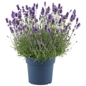 GROW by OBI Sivka "Felice Premium Provence" vijolična Ø lončka pribl. 15 cm