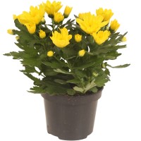 Krizantema cveti dvakrat letno rumena višine 20-30 cm Ø lončka 12 cm