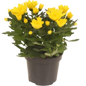 Krizantema cveti dvakrat letno rumena višine 20-30 cm Ø lončka 12 cm