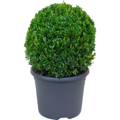 Pušpan Krogla Lonček pribl. 5 l Višina 25 cm Buxus sempervirens var. Arborescens