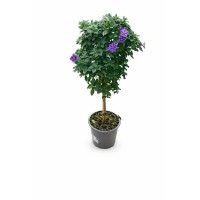 Okrasne posodovke v lončku Ø 14 cm
