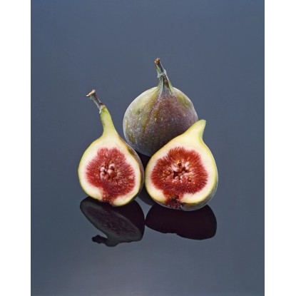OBI Prava figa višina pribl. 50–60 cm lonec pribl. 10 l Ficus carica