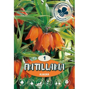 Cesarski tulipan Aurora