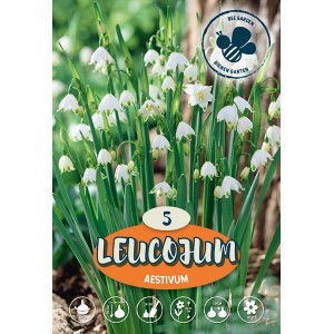 Poletni zvonček Leucojum Aestivum