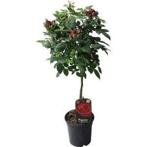 Stebelna vrtnica rdeča višina pribl. 70-80 cm lonček pribl. 2 l