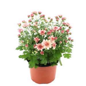 Krizantema višine pribl. 25 cm Ø lončka približno 12 cm Chrysanthemum indicum