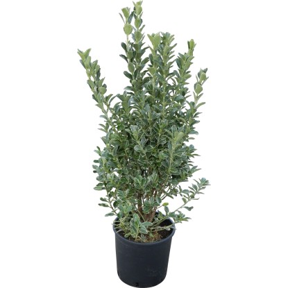 OBI Japonske trdoleske različnih vrst višina pribl. 50–60 cm lonec pribl. 10 l