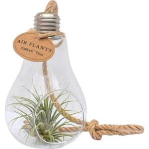 Aranžma tilancije v keramičnem lončku s Ø pribl. 10 cm