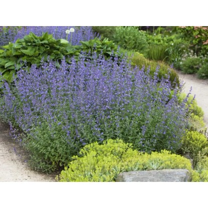 OBI Mačja meta modra Ø lonca pribl. 9 cm x 9 cm Nepeta