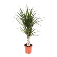 Zmajevka 2 debli Ø lončka ca. 17 cm Dracaena marginata
