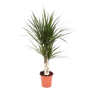 Zmajevka 2 debli Ø lončka ca. 17 cm Dracaena marginata