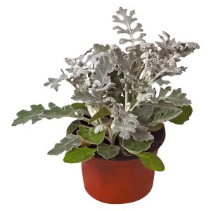 Sredozemska pepeluška Bela Ø lončka pribl. 9 cm Senecio