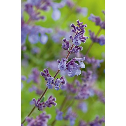 OBI Mačja meta modra Ø lonca pribl. 9 cm x 9 cm Nepeta