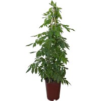 OBI Glicinija miks višina pribl. 80 cm lonec pribl. 6 l Wisteria