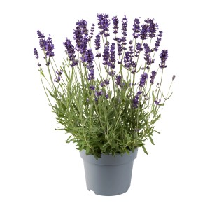 Prava sivka lonec Ø cca. 13 cm "Lavandula Angustifolia" cca. 30 cm