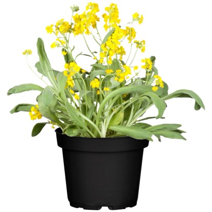 OBI Skalni grobelnik "Compactum Goldkugel" rumen Ø lonca 9 cm x 9 cm Alyssum