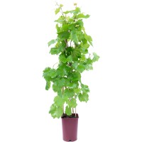 OBI Vinska trta višina pribl. 80 cm lonec pribl. 6 l Vitis vinifera