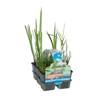 OBI Vodne rastline, ki čistijo vodo 6 v kompletu Ø lonca pribl. 9 cm