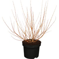 OBI Japonska pisanolistna vrba "Hakuro Nishiki" rumena 30-40 cm lonec 5 l Salix