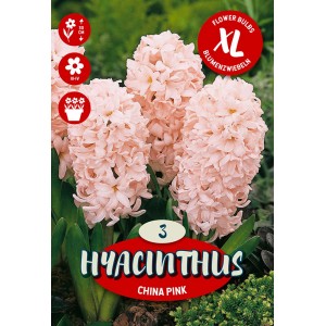 Čebulnica Hyacinthus Orientalis China roza