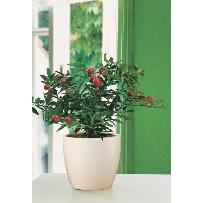 Scheurich Okrasni lonček 920 Ø 13 cm Krem