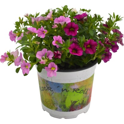 GROW by OBI Milijon zvončki "Trio" Ø lonca pribl. 12 cm Calibrachoa