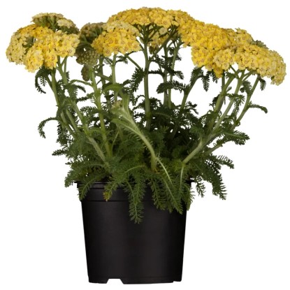 Rumen Rman OBI Nizki rman rumen Ø lonca pribl. 9 cm x 9 cm Achillea | OBI.si