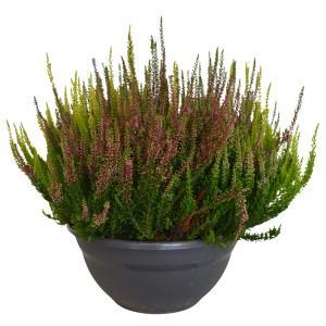 Jesenska vresa Garden Girls skleda Ø lončka približno 23 cm Calluna vulgaris