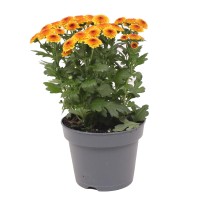 Krizantema Jellyfish rumena višine 25 cm Ø lončka 12 cm Chrysanthemum indicum