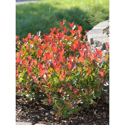 OBI Fotinija "Red Robin" višina pribl. 65 cm lonec pribl. 9 l Photinia