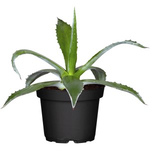 Agava Ø lončka pribl. 17 cm