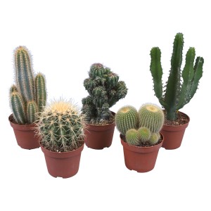 Kaktus, Ø lončka pribl. 10,5 cm Kaktus