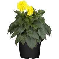 GROW by OBI Dalija pribl. 10-15 cm Dahlia Hybride