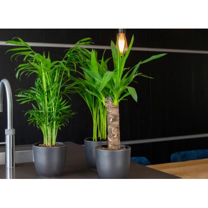 Palmova lilija 1 steblo Lonček Ø pribl. 11 cm Yucca elephantipes