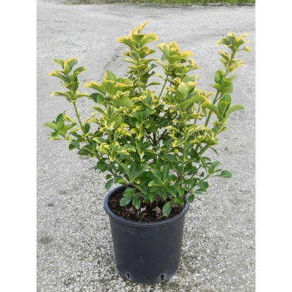 OBI Brin različne sorte višina pribl. 60 cm lonec pribl. 9 l Juniperus