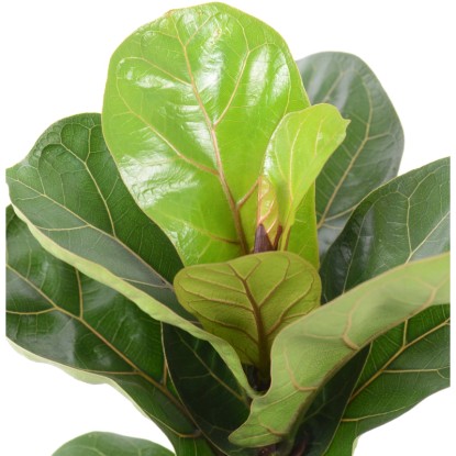 GROW by OBI Figovec Bambino Višina pribl. 35 cm Premer Ø lončka pribl. 12 cm