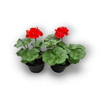 PCZ Varaždinski Cvijet Dvocvetna pelargonija Ø lončka 10 cm
