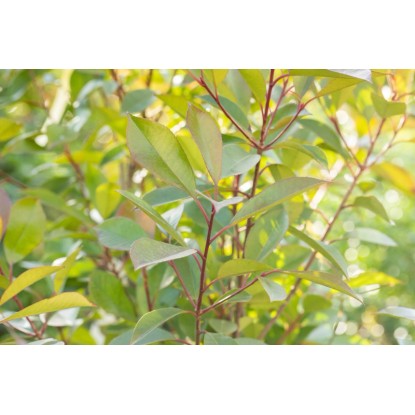 OBI fotinija Red Robin, višina pribl. 100-125 cm, lonec pribl. 10 l