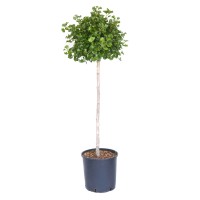 GROW by OBI Ginko "Mariken" pribl. 100 cm lonec pribl. 18 l Ginkgo biloba