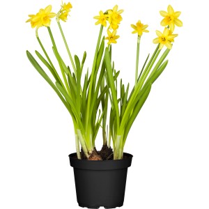 GROW by OBI Narcise Ø lončka pribl. 12 cm Narcissus