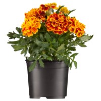 Nizka žametnica Ø lončka pribl. 9 cm Tagetes patula