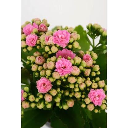 GROW by OBI Blossfeldova kalanhoja "Rosalina" roza Ø lončka 9 cm