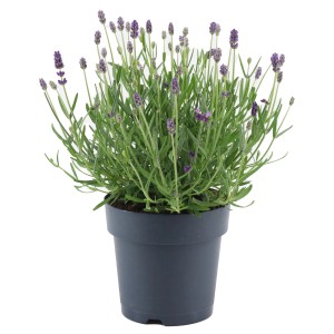 OBI Sivka Felice Ø lonca pribl. 15 cm Lavandula angustifolia