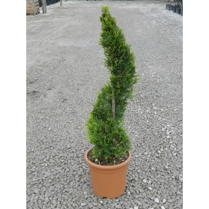 OBI Lejlandijeva cipresa "Castlewelland Gold" 80 cm lonec 9 l Cupressocyparis