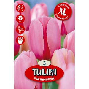 Čebulnica Tulipa Darwin Pink Impression