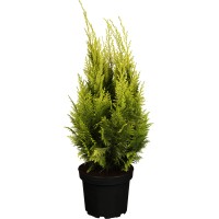 OBI Lawsonova pacipresa "Ivonne" rumena višina 20-30 cm lonec 2 l Chamaecyparis