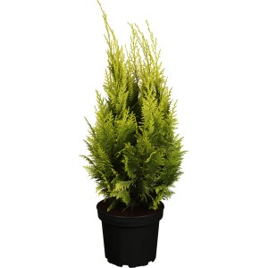 OBI Lawsonova pacipresa "Ivonne" rumena višina 20-30 cm lonec 2 l Chamaecyparis