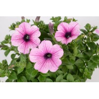 Petunija 10 kosov Petunia grandiflora
