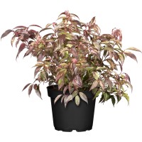 OBI Levkotoja "Rainbow" višina pribl. 5-10 cm lonec pribl. 2 l Leucothoe