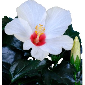 GROW by OBI Sobni hibiskus bel pribl. 30-40 cm Ø lončka pribl. 13 cm